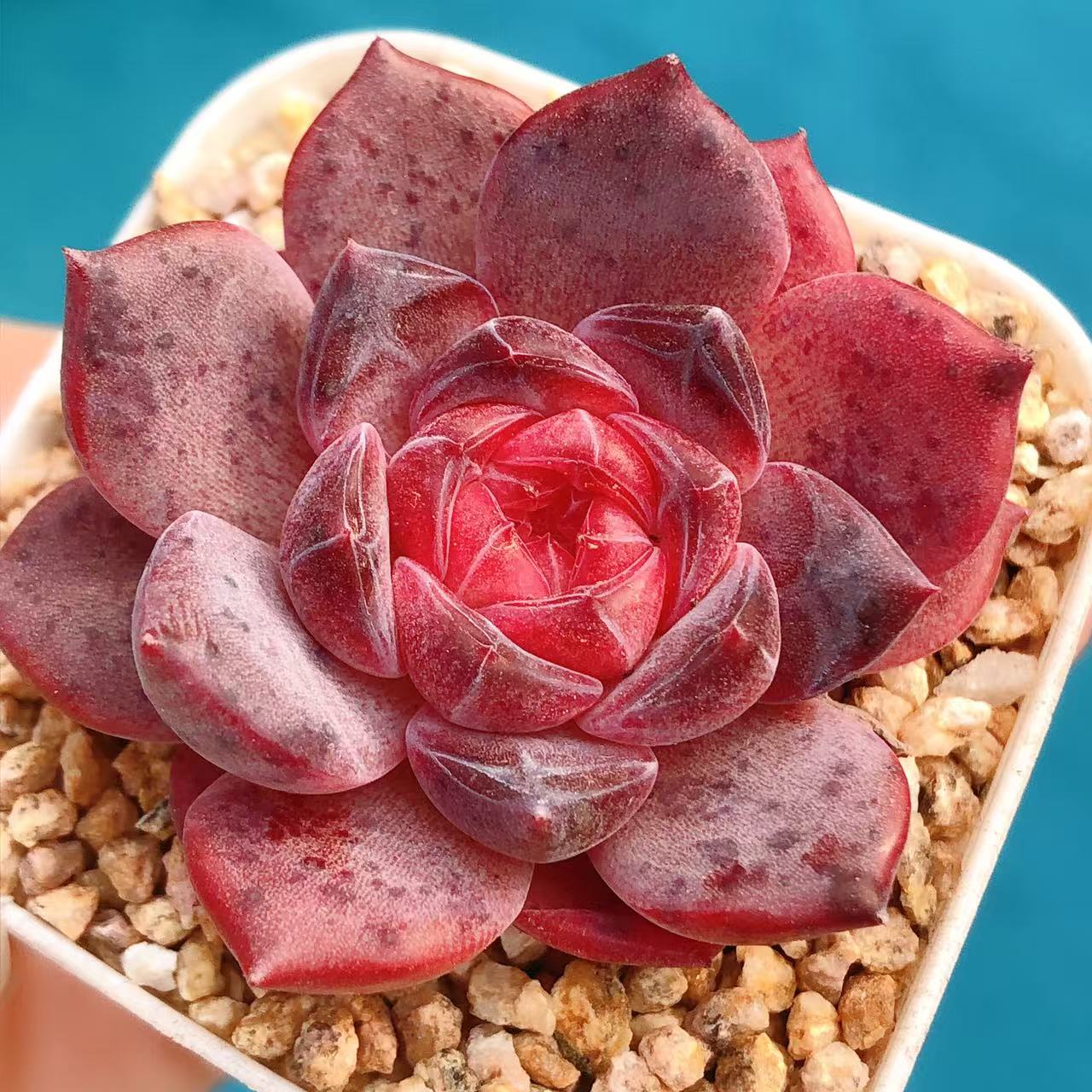 多肉植物    鬼魅一颗  （尺寸3左右）满28包邮除偏远