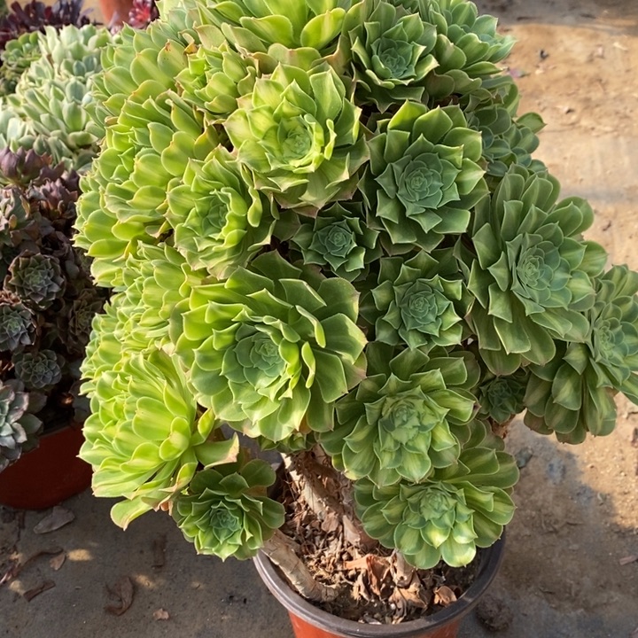 琉璃多肉断头不包1927