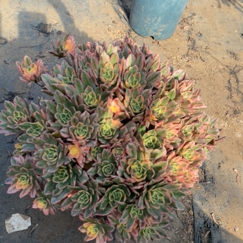 甜茶多肉植物096