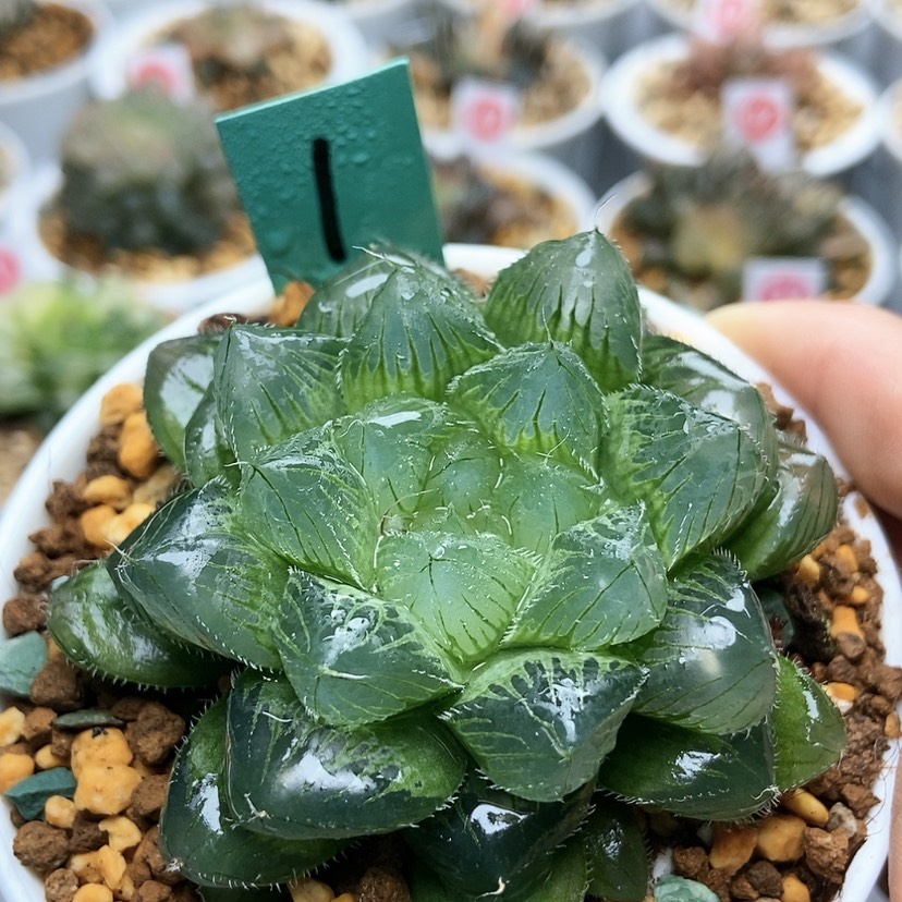 【闪购商品】1冰魄