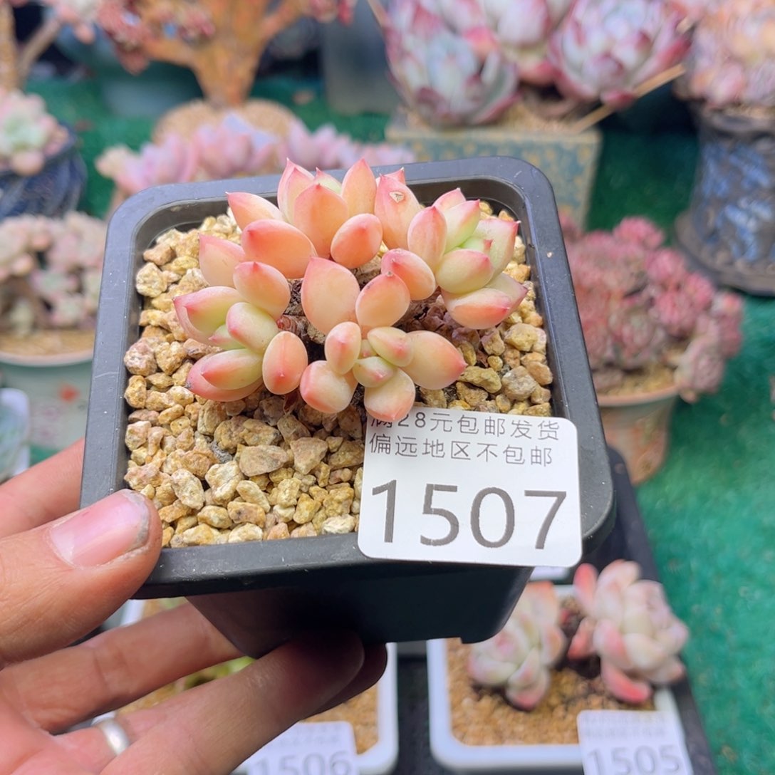 大1507ji k k k k k j