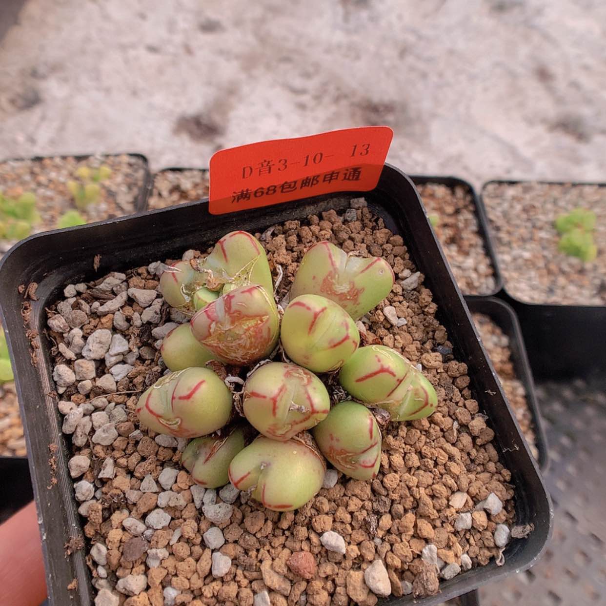 【闪购商品】3-10-13 瑕疵肉锥 33