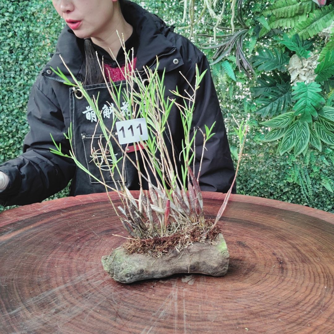 111香水花卉植物花卉