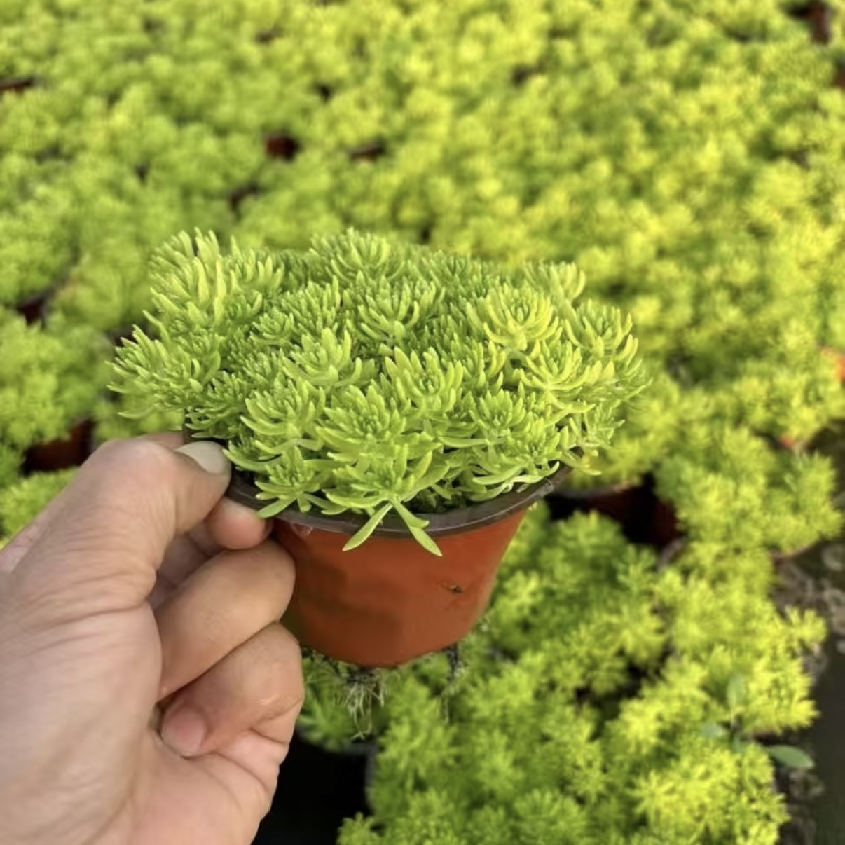 佛甲草苗黄金金叶佛甲草草皮过路黄姬岩垂草中华景天耐寒地被植物