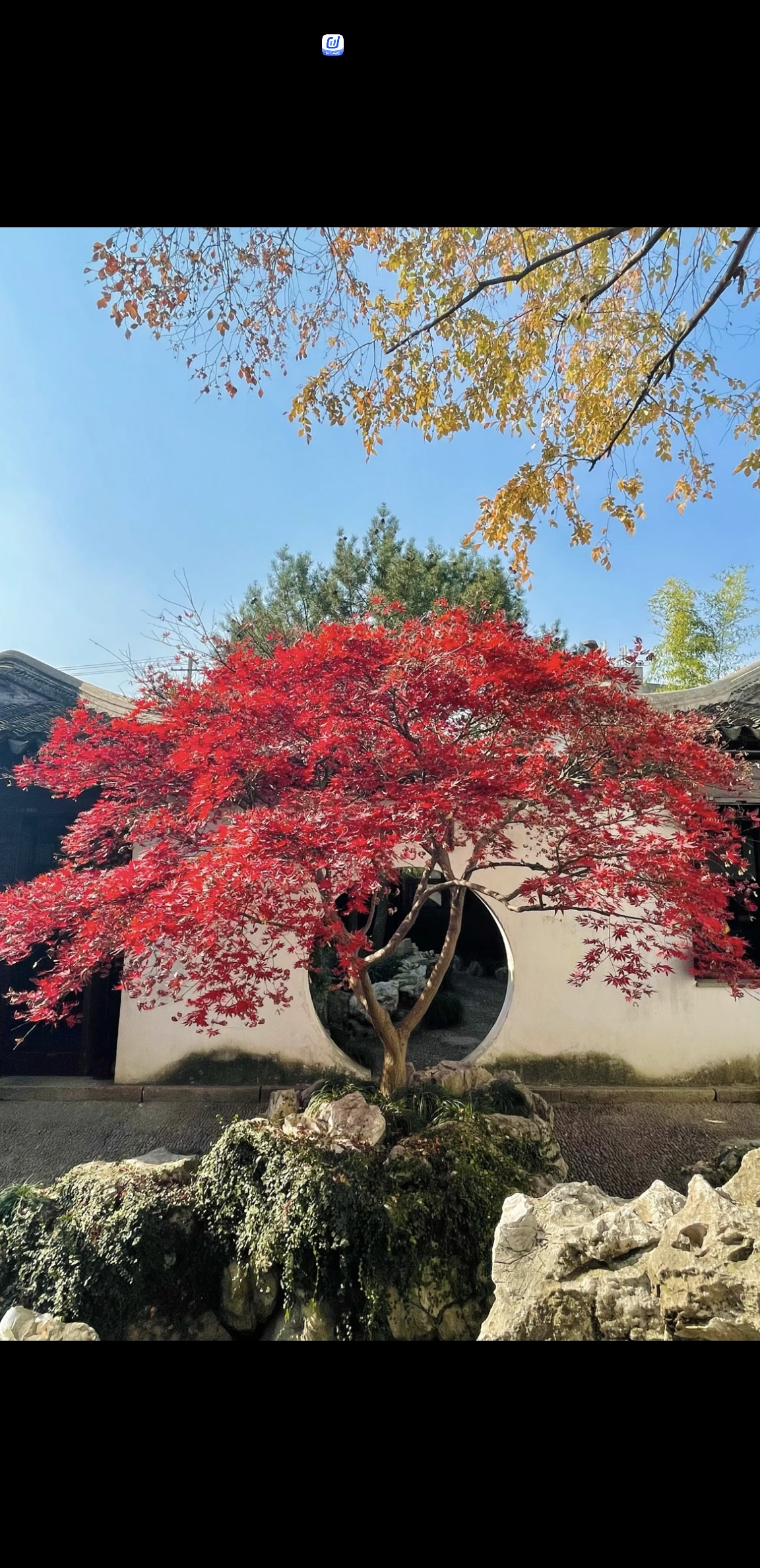 中国红枫庭院造景，羽毛枫，三季红，红舞姬，黄金枫