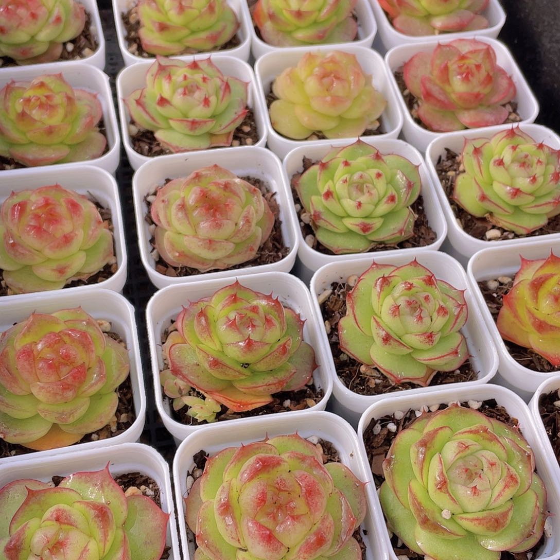 量拍130号 灵宝珍妮单头一个