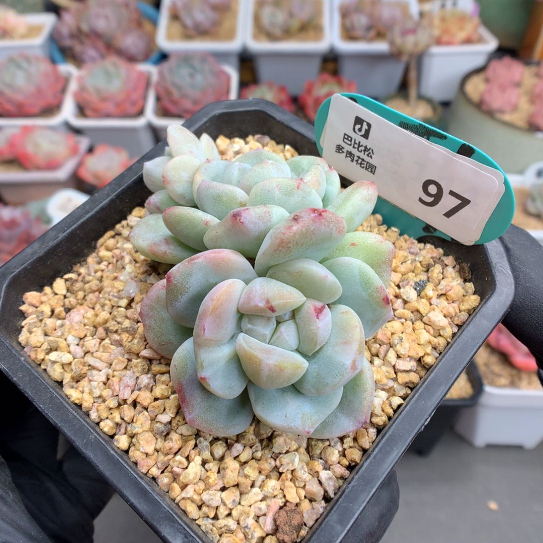 97 冰玉石化多肉