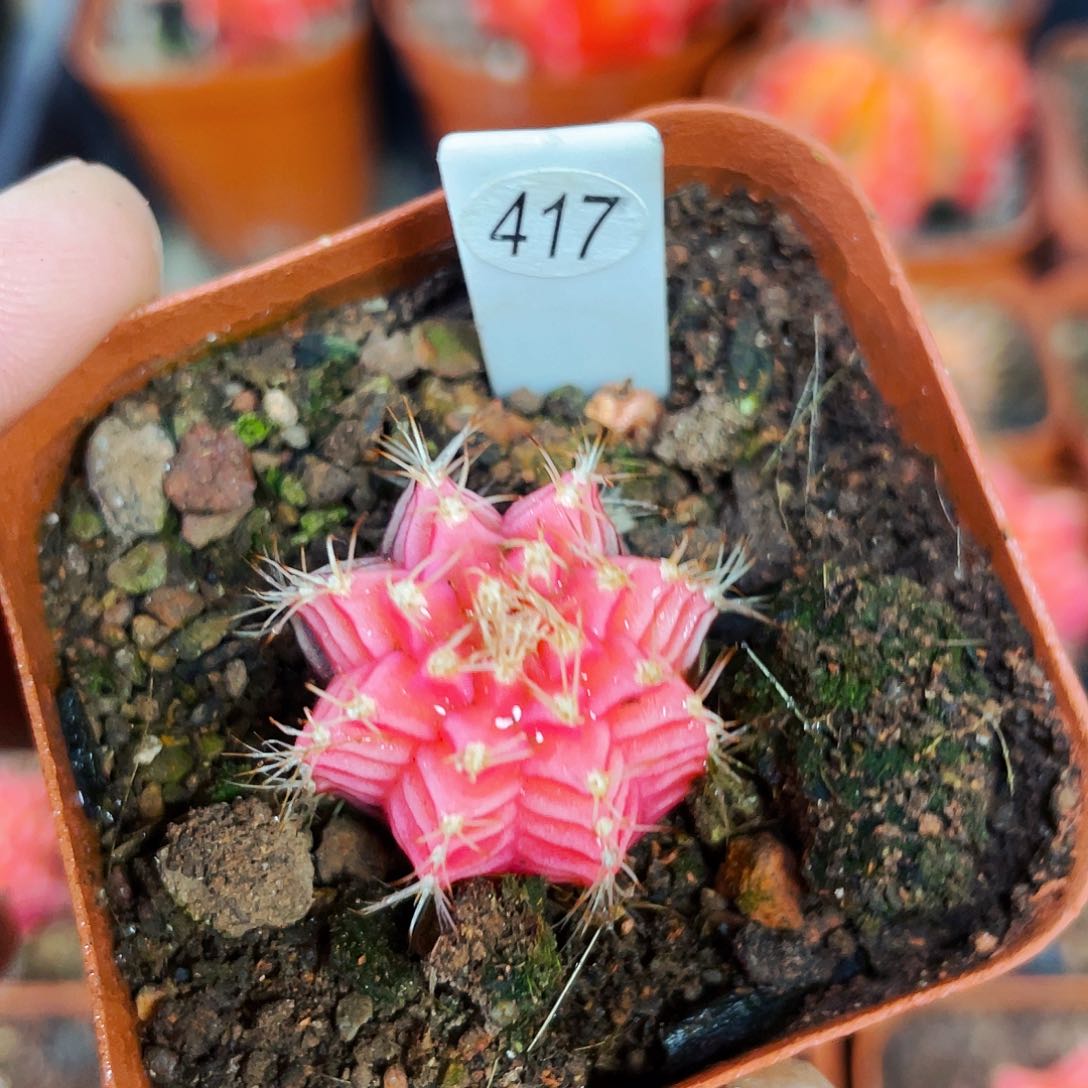 非偏远地区满25包邮仙人球