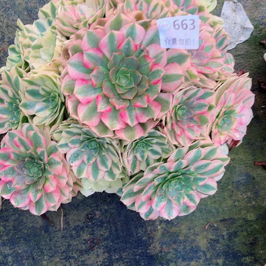 无花朵多肉植物雨何663