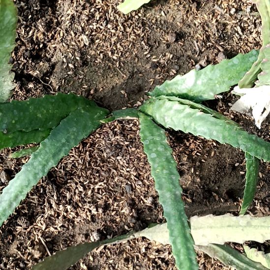 静***后完全开放令箭何花中国红