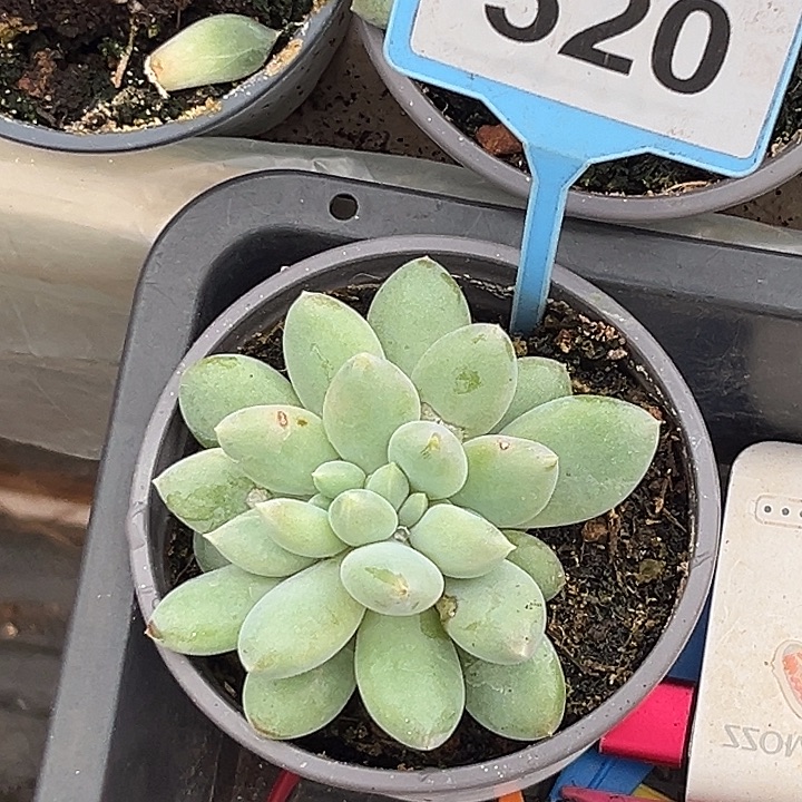 风***浪多肉植物胖体哥特缀520