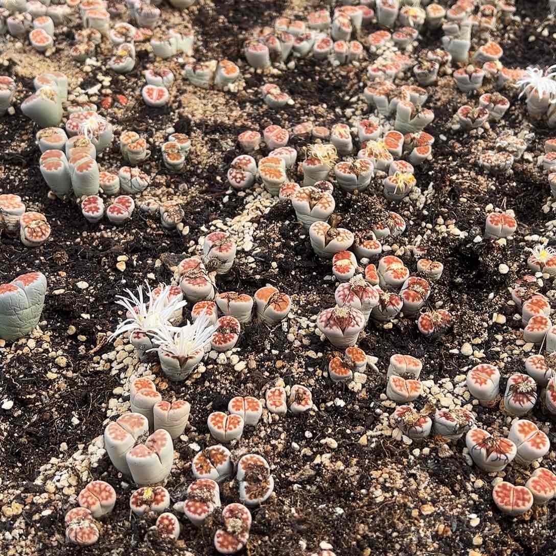 双头红窗花纹玉三颗随机发货
