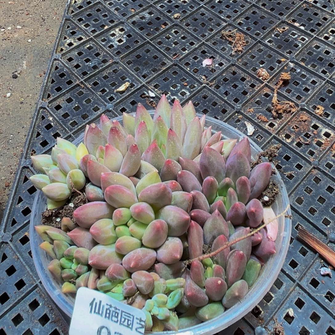 024的人了还在打游戏我