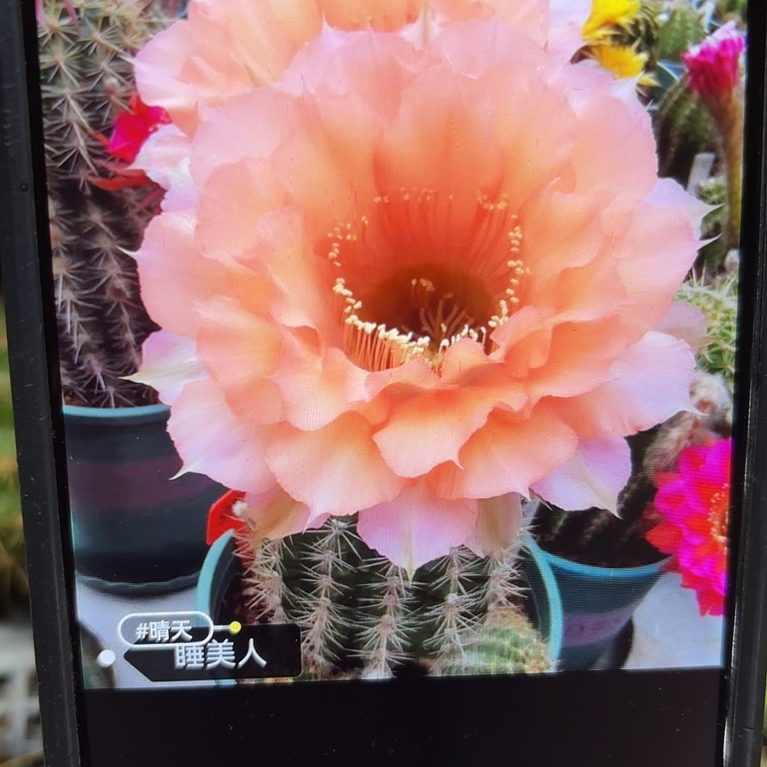 睡美人彩侧牙20包邮仙人球26