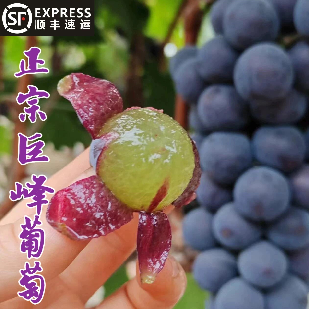 顺丰湖南衡阳农家巨峰葡萄新鲜现摘当季水果甜葡萄无籽多汁葡萄