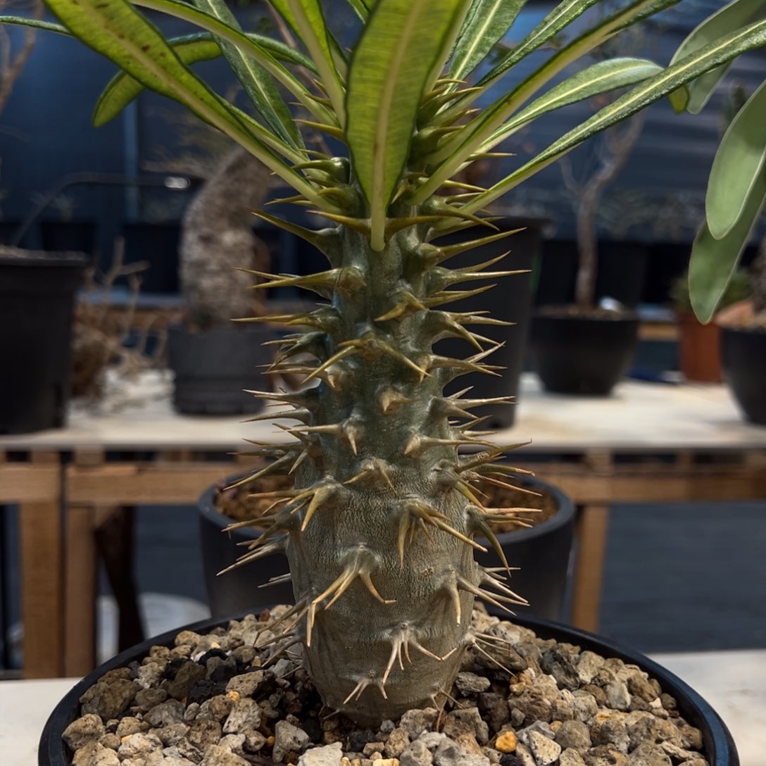 晴363安博棒槌块根植物脱土发货