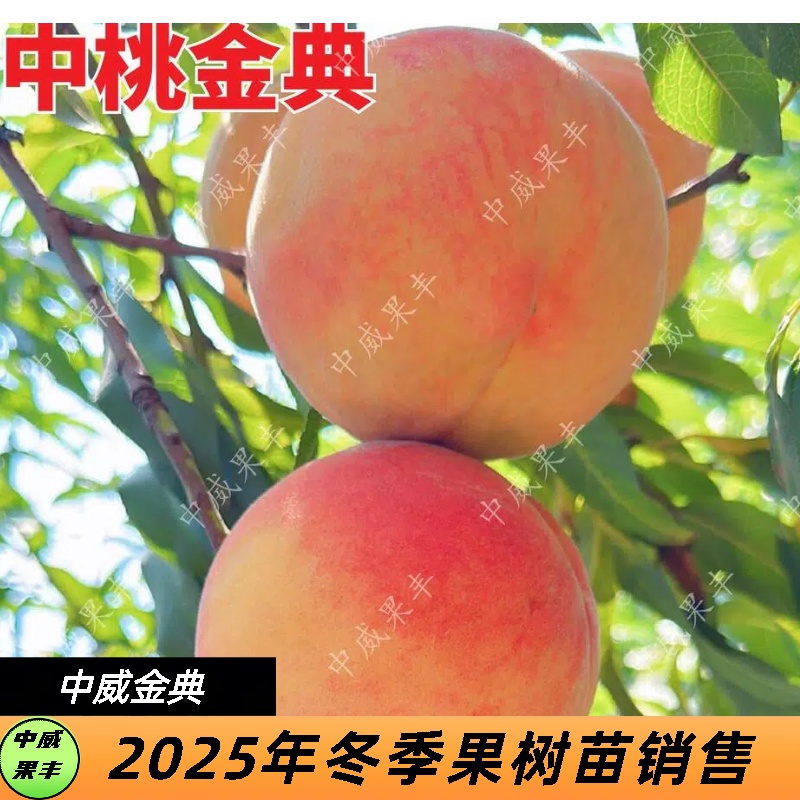 中桃金典7月下旬成熟果顶平 果肉黄色 套袋金黄不返色 粘核 丰产