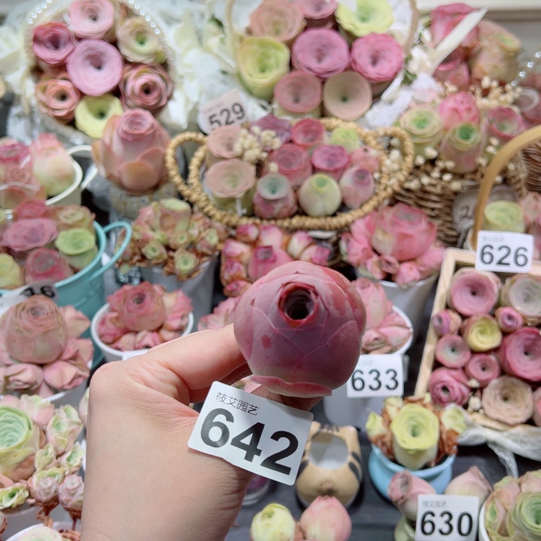 642紫包子老桩。    一物一拍