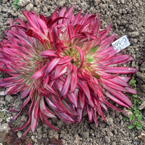 568朱雀缀满25包邮多肉