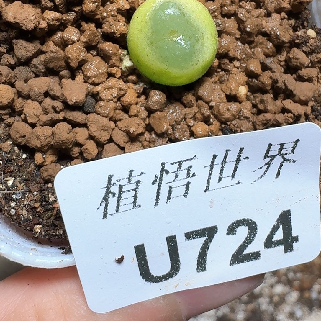 724盒多肉植物哇f g