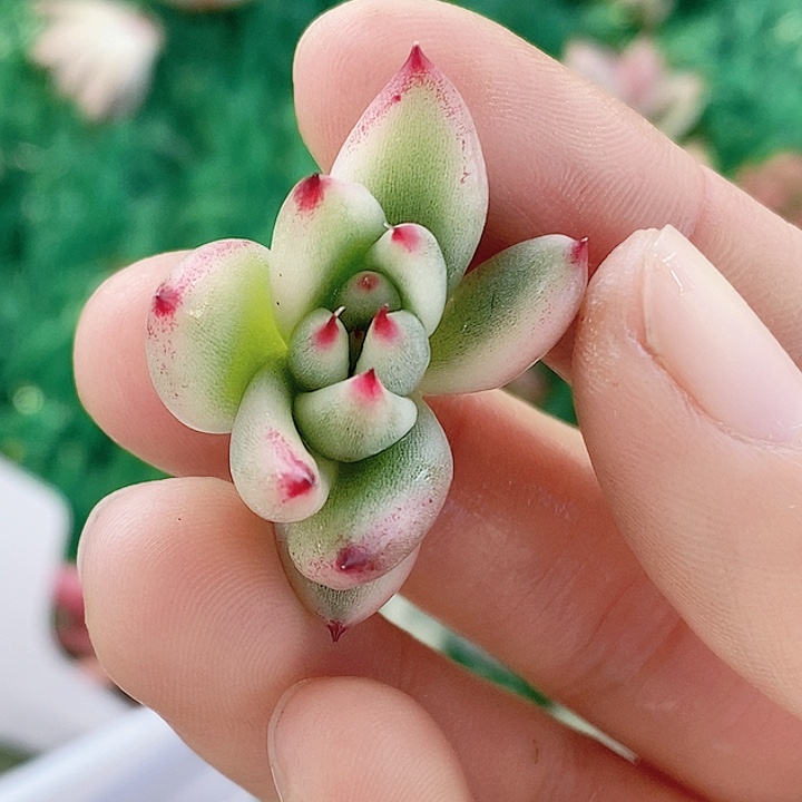 云*雪脱干侧芽一物一拍，