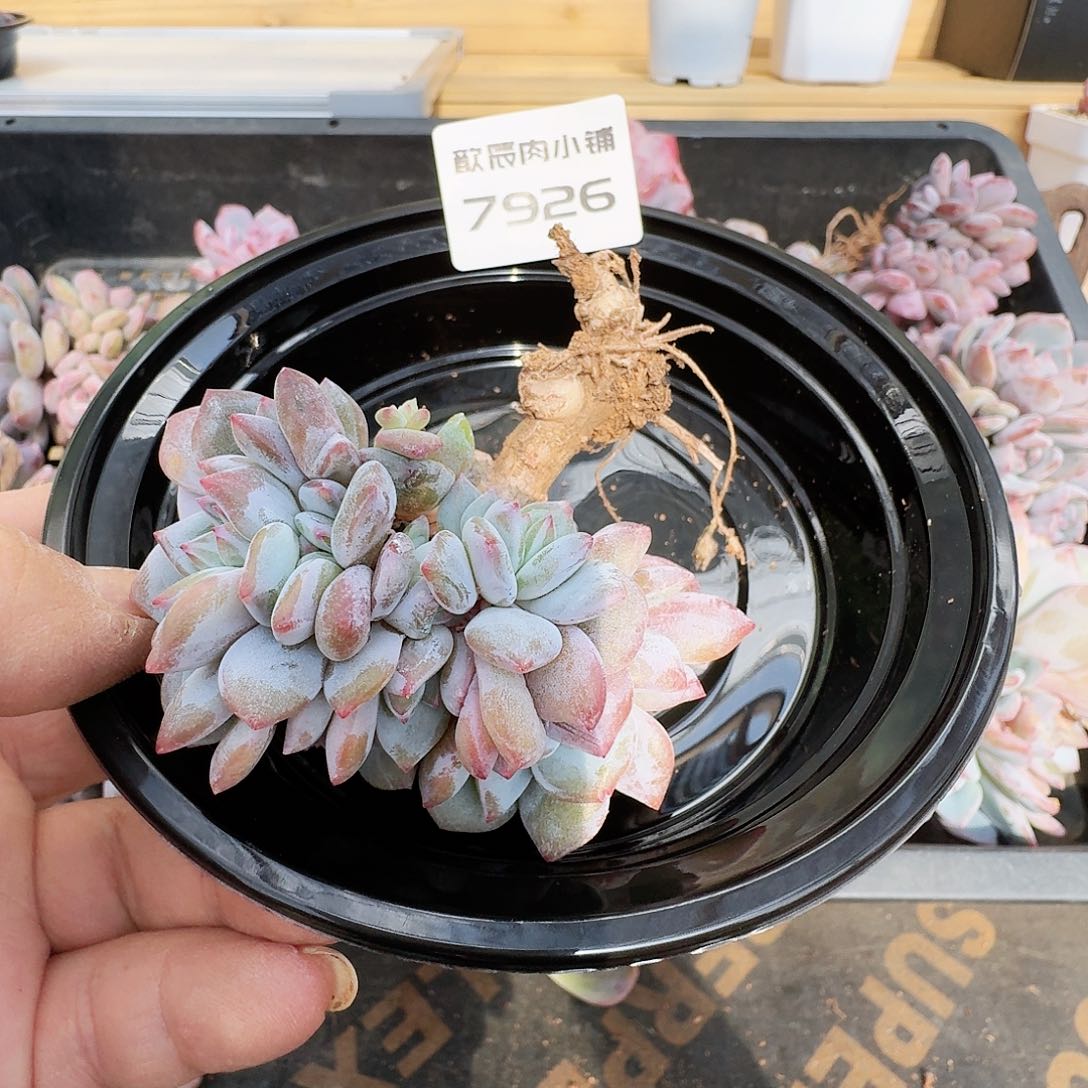 多肉植物石榴籽群7926