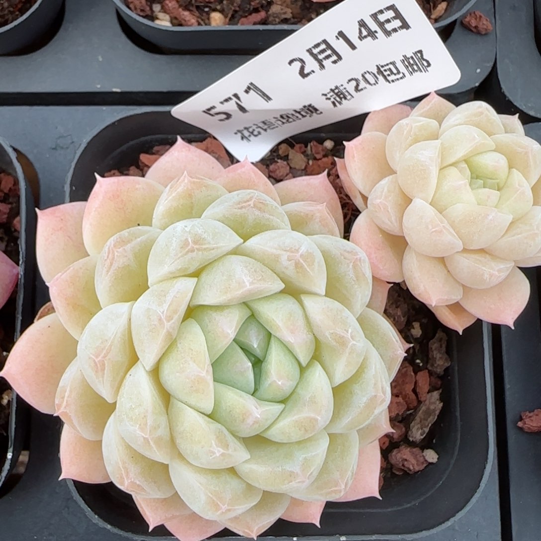 花语逸镜0214-571