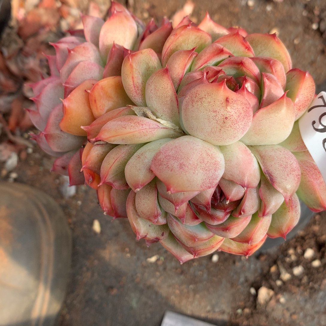 7980杂交多肉老桩