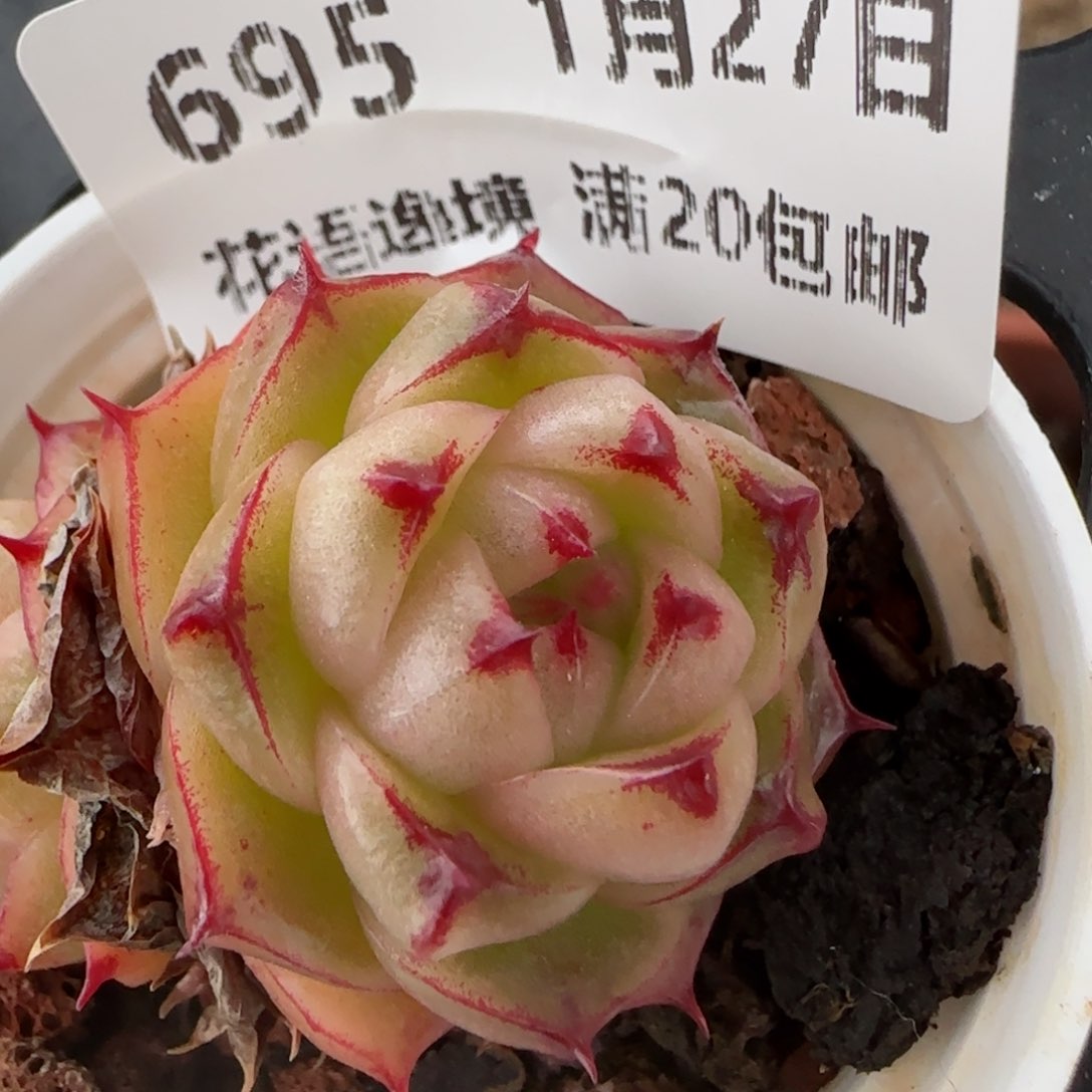 花语逸镜0127-695