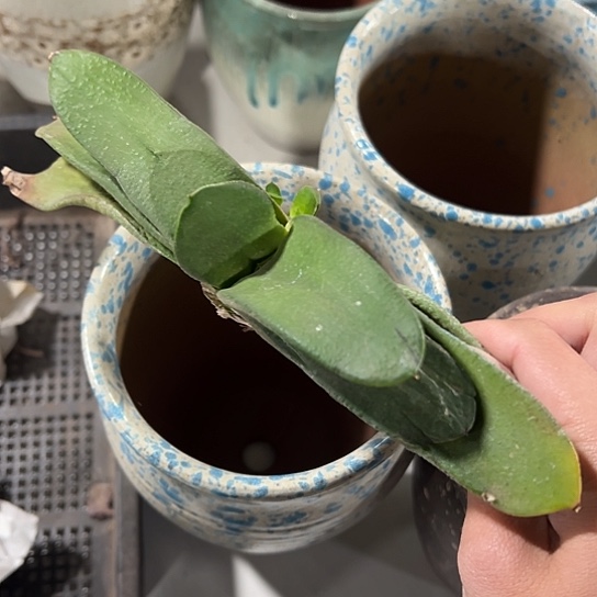 相**?卧牛4576767878