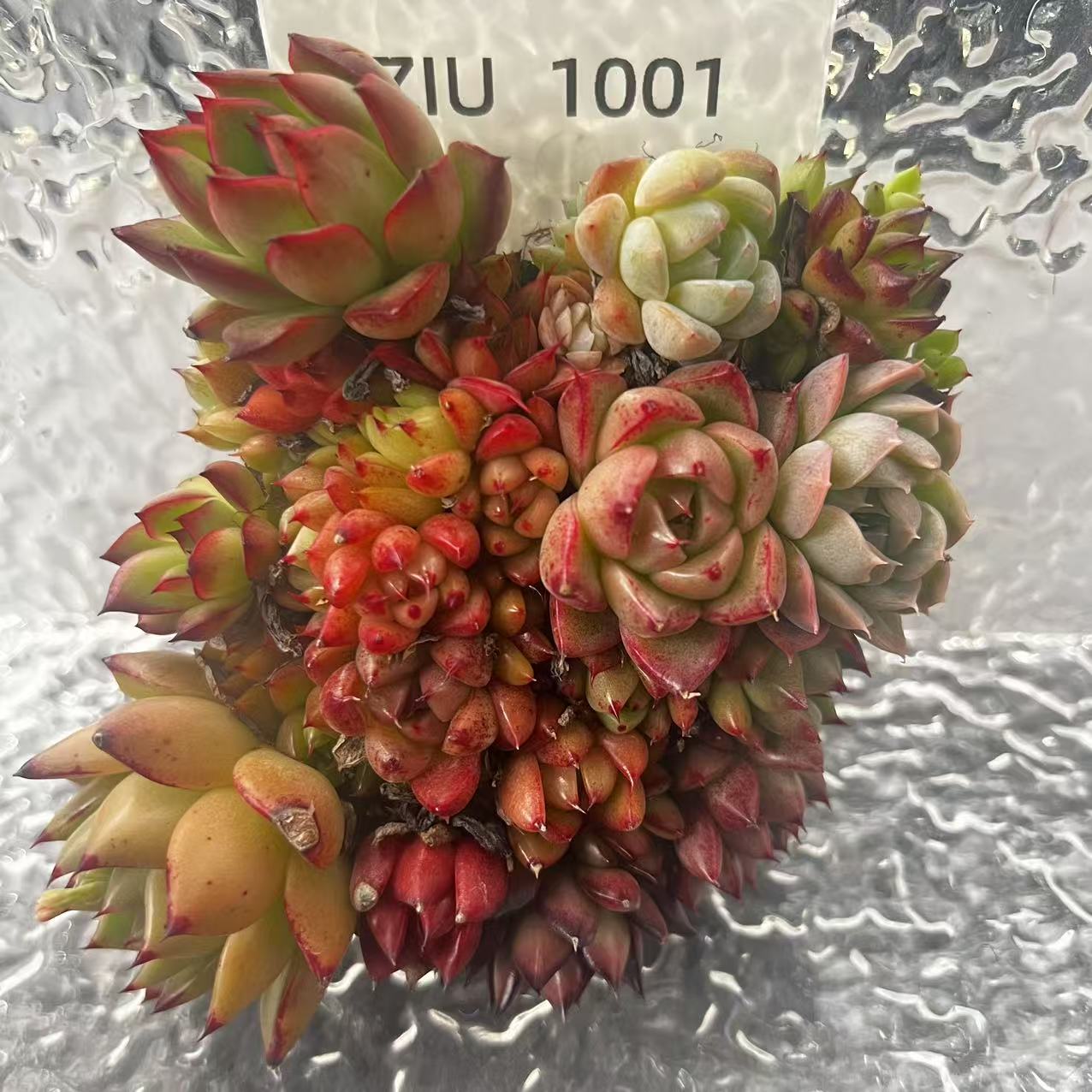 【直播专享】无土多肉--蛋糕37（不含盆）