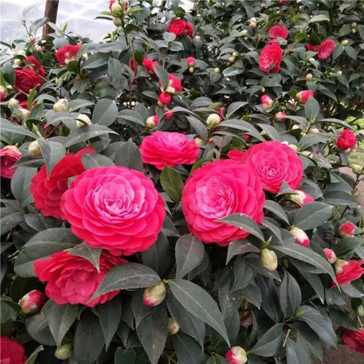 50cm-70cm苗六角大红赤丹带花苞福建源头基地红茶花期长花量