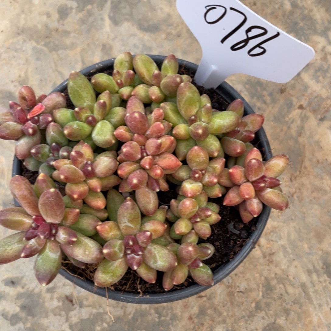 不包整散 盆子不售后0786