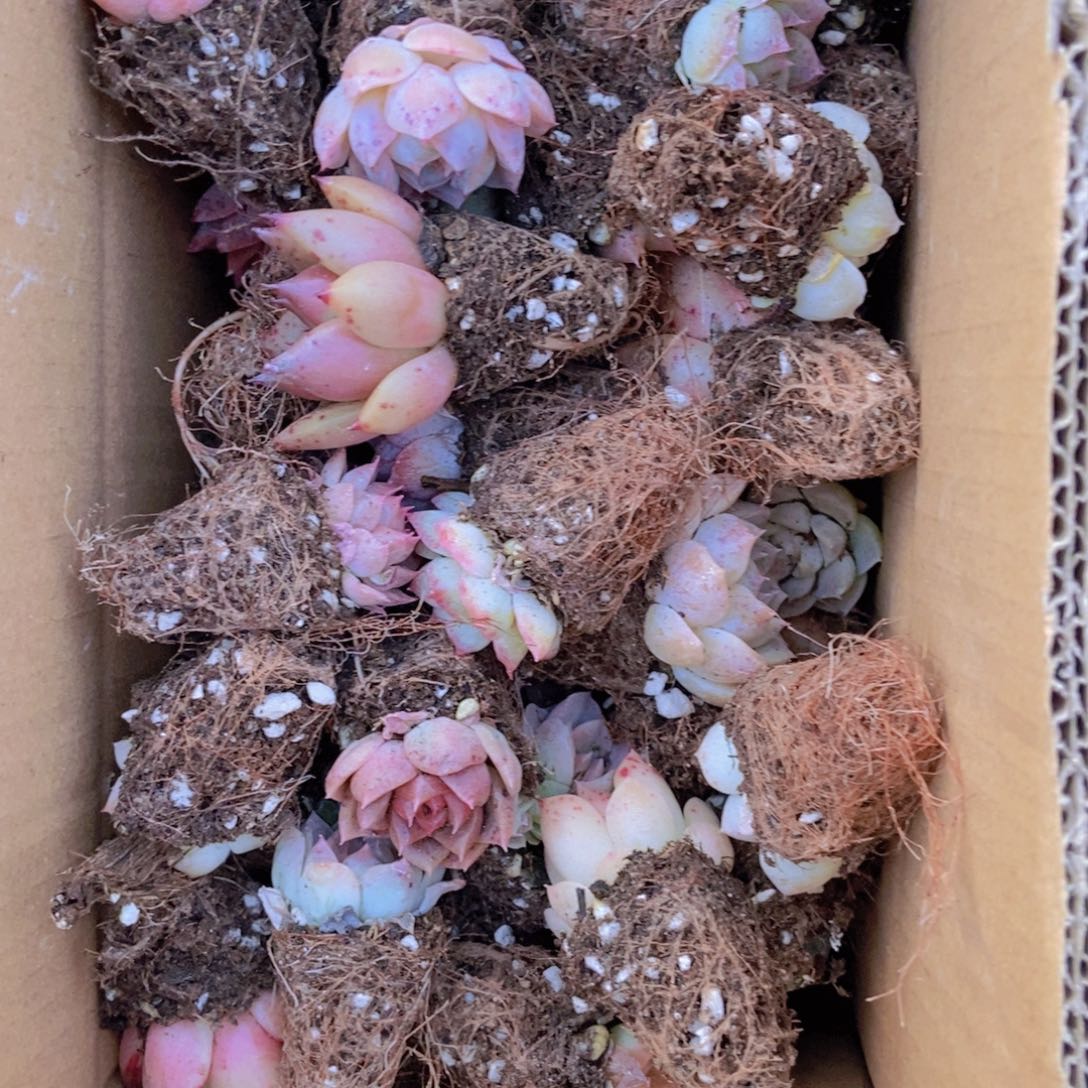 精品多肉植物保底60
