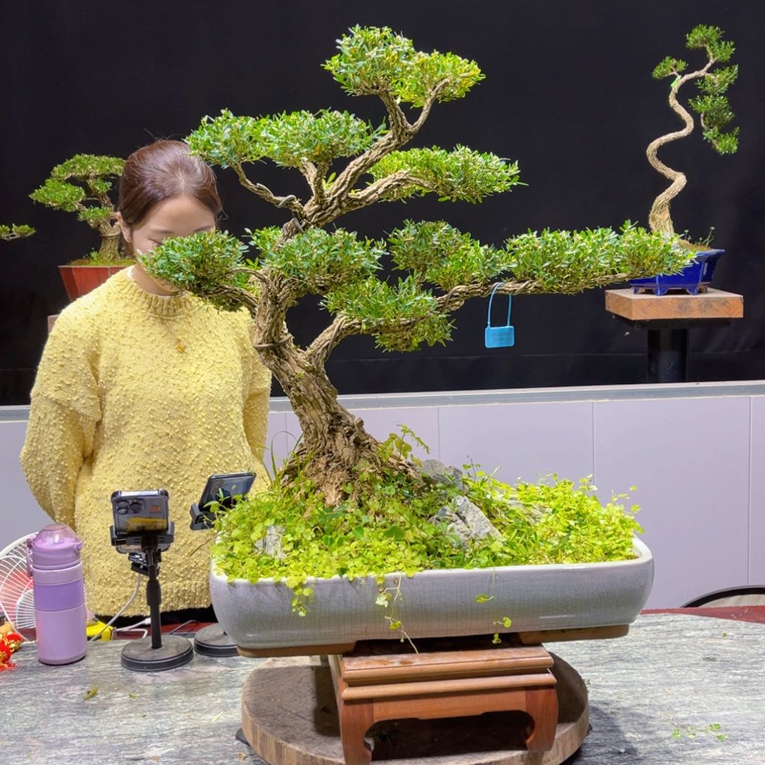 四季常青老桩黄杨盆景