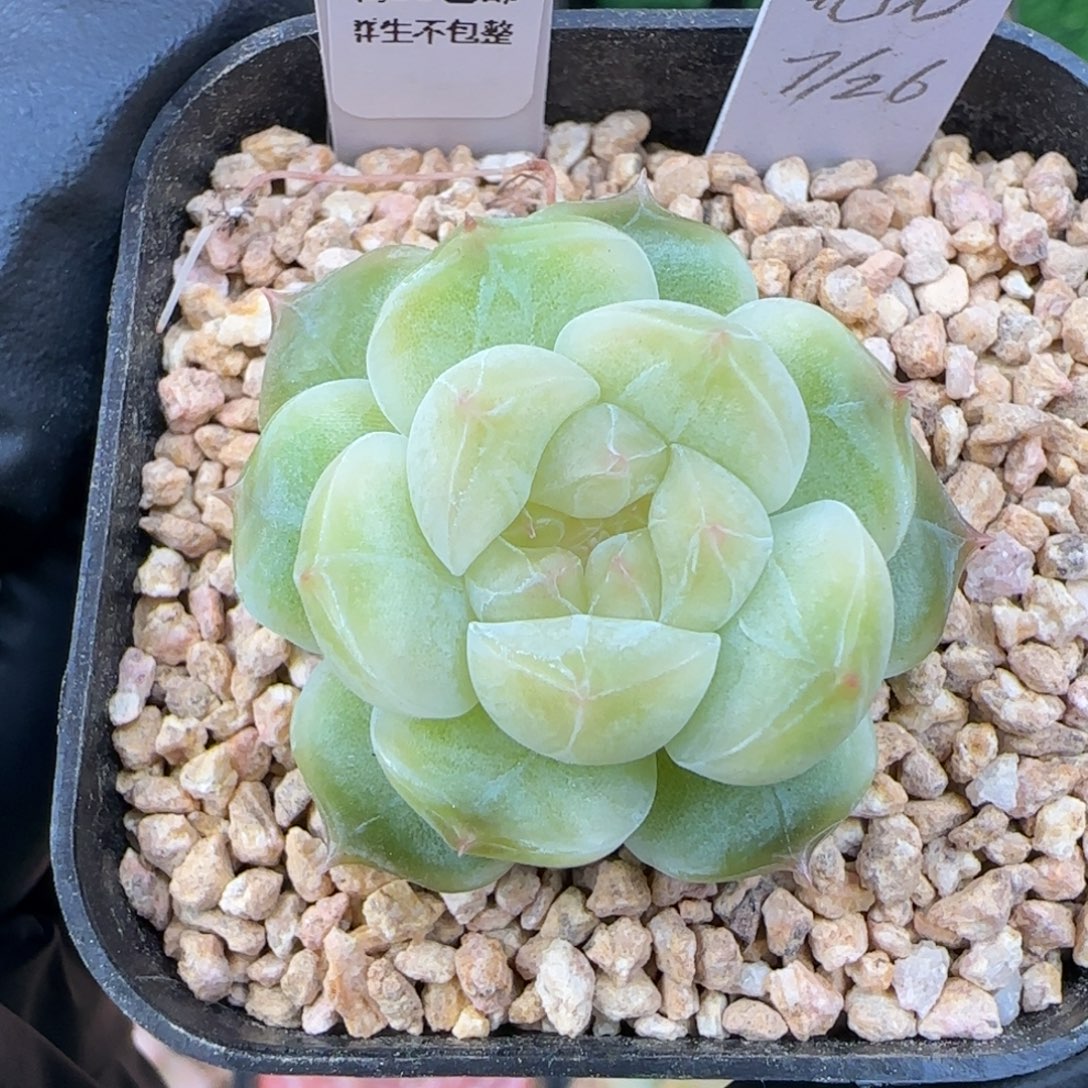 083   孤品   5厘米盆