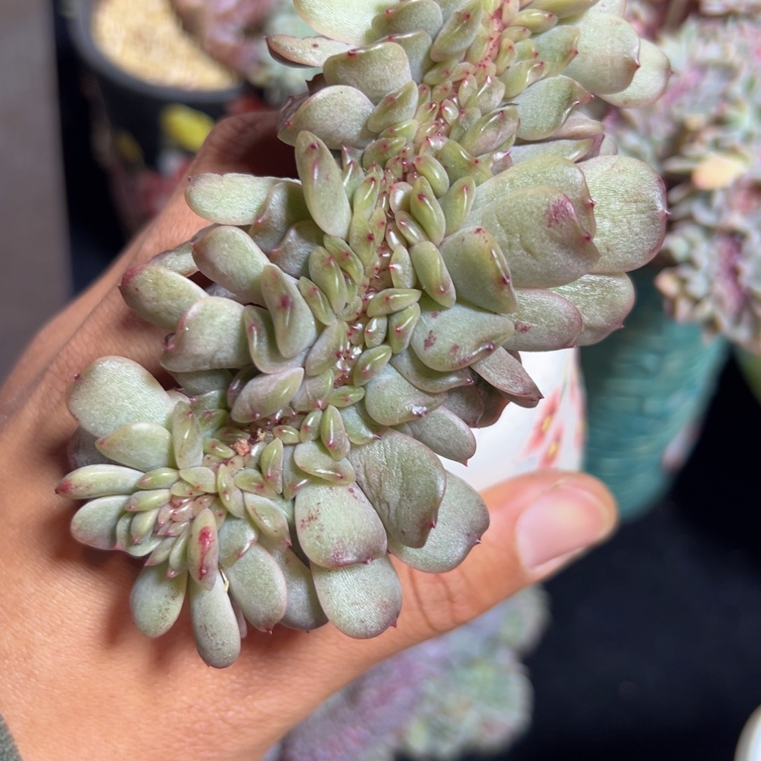 梦****新年快乐 新年快乐