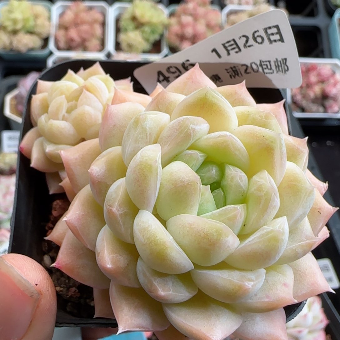 花语逸镜0126-496