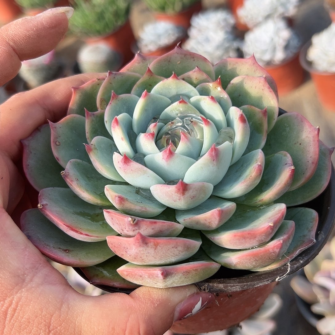 多肉植物吉娃娃单头