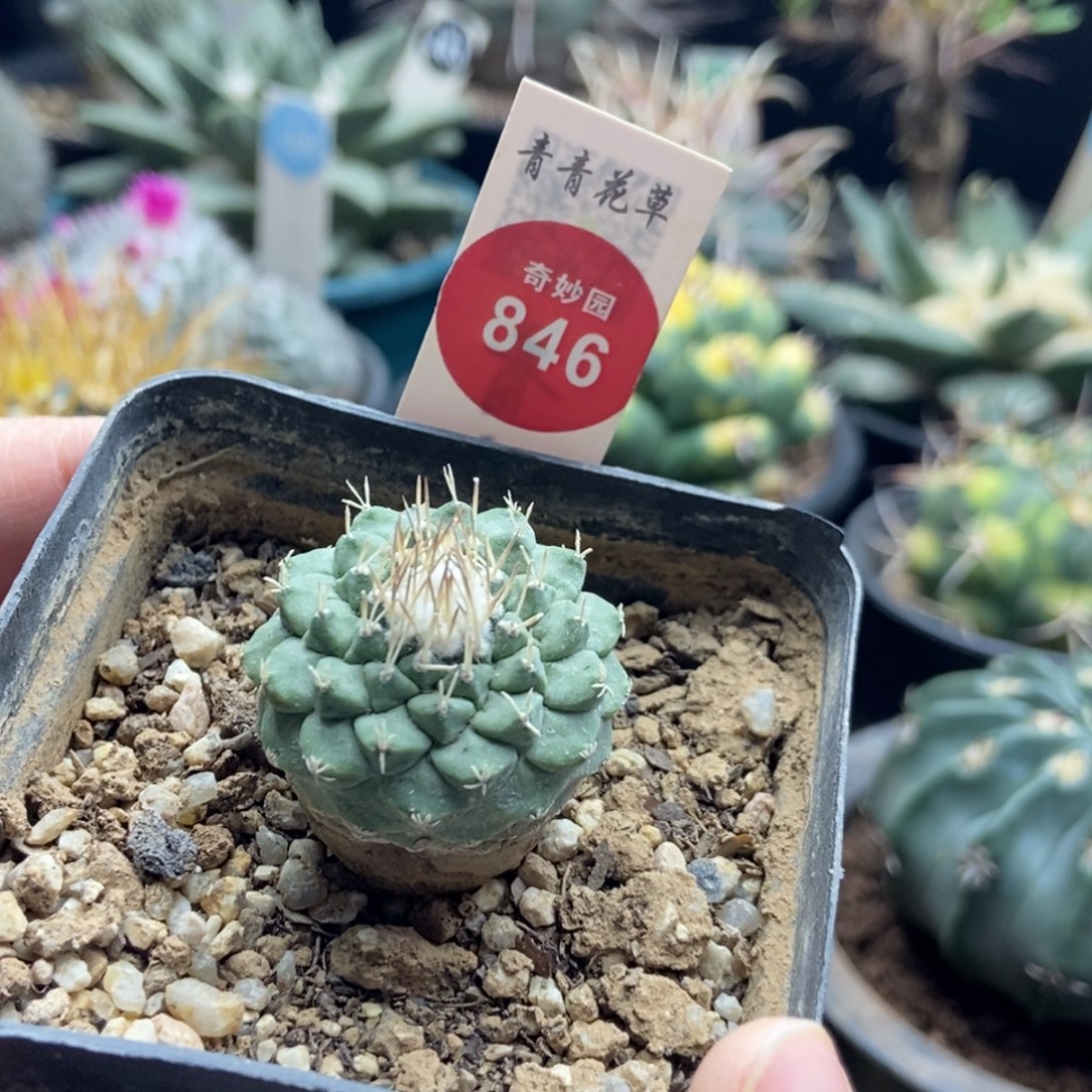 实生母本菊水3cm一棵仙人球