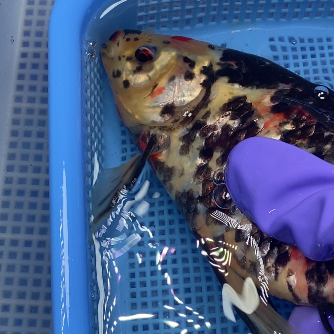 锦鲤冷水锦鲤包邮