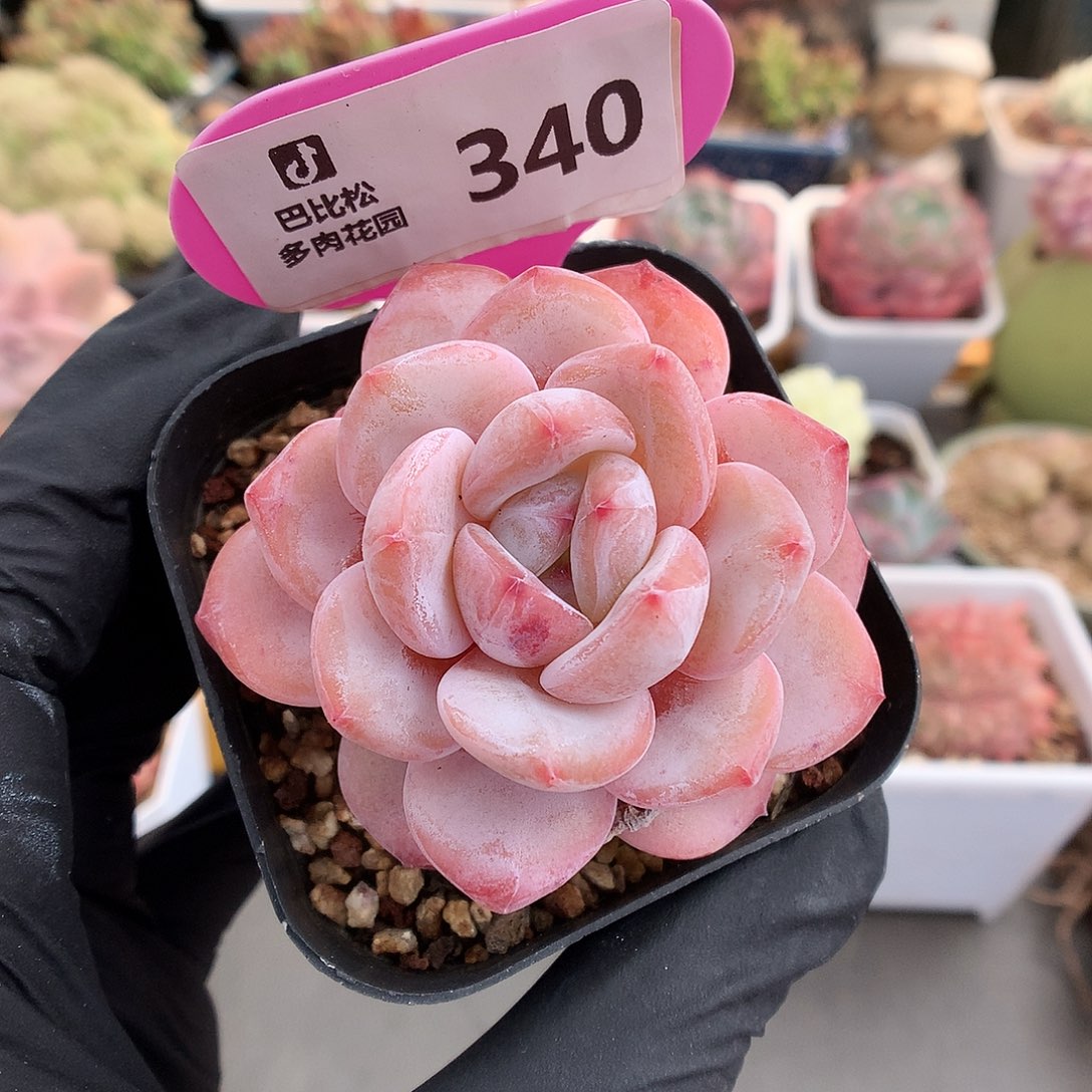 340 星星橙多肉多肉