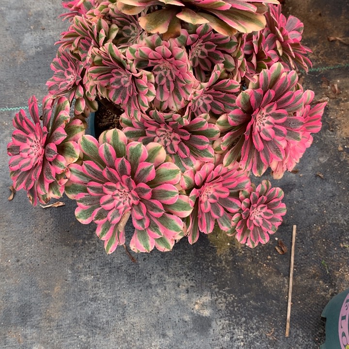 新***596粉铜多肉植物特价