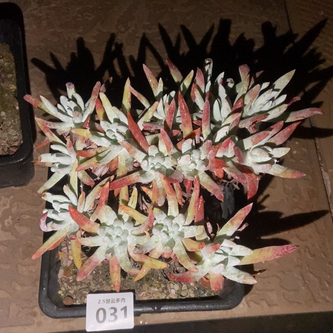 031艾瑞斯多肉植物