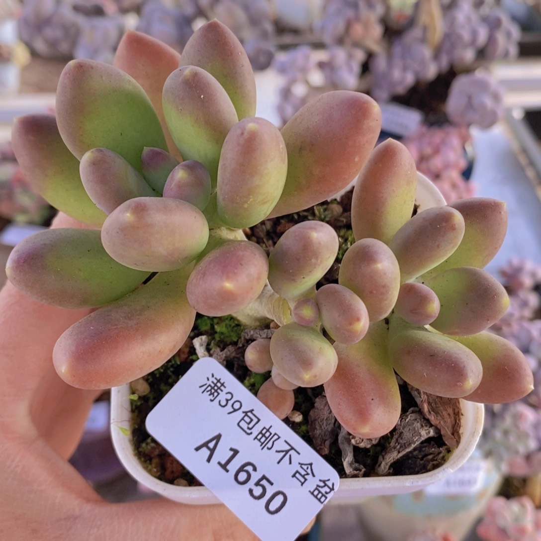 芒果呢9cm1650多肉植物