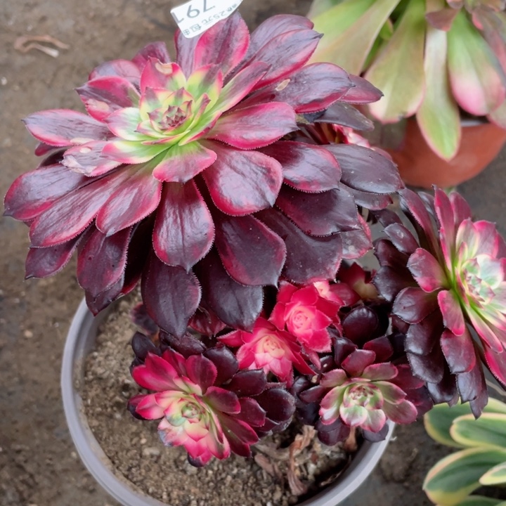 791烟花有断枝多肉12345678