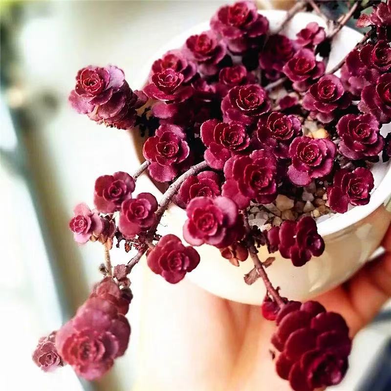 小球玫瑰小老桩吊兰多肉盆栽 7厘米塑料方盆带盆栽好