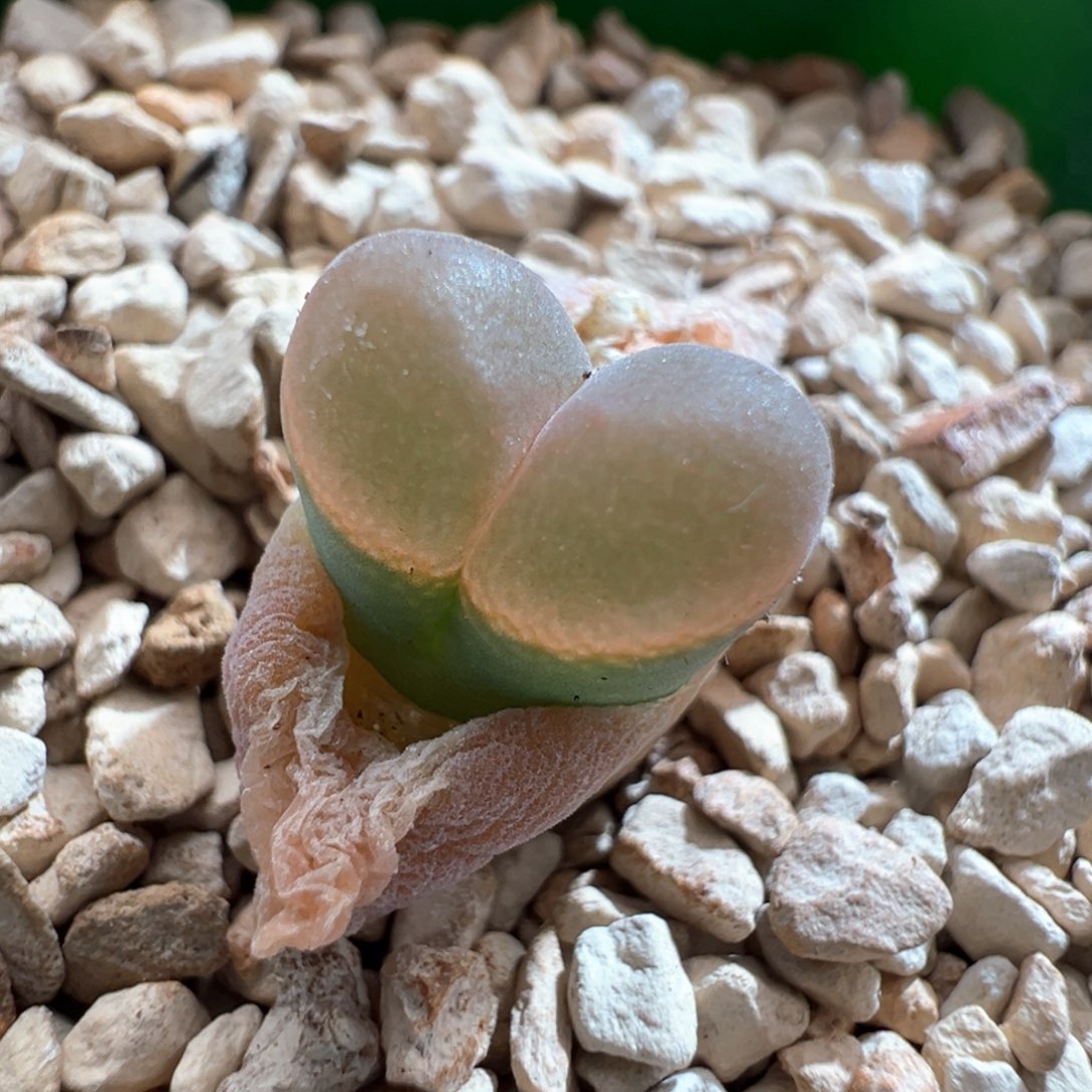 291。青蛙四年半1089鲑鱼粉母本