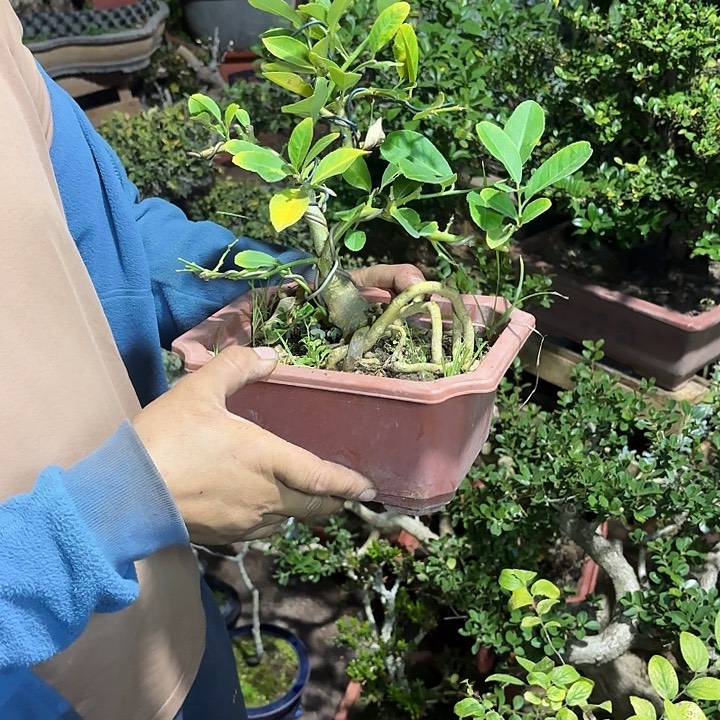 果***逸无花朵哈哈哈哈哈