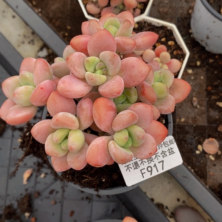 樱花洛神老桩9cm917多肉植物